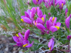 Rhinotropis subspinosa