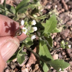 Tomostima cuneifolia