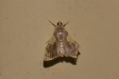 Rehimena cissophora