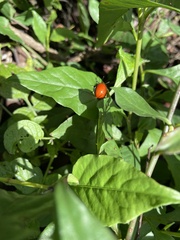 Leptinotarsa rubiginosa