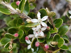 Nematolepis ovatifolia