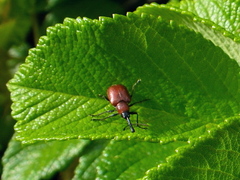 Merhynchites bicolor