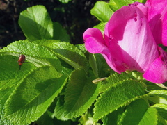 Merhynchites bicolor