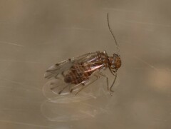 Ectopsocus meridionalis