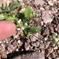 Tomostima cuneifolia