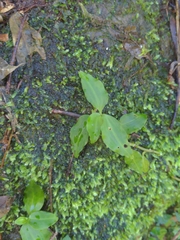 Goodyera foliosa