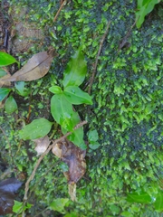 Goodyera foliosa