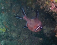 Trachichthys australis