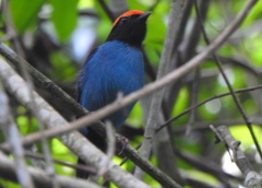 Chiroxiphia caudata