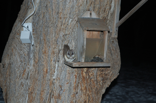 Southern Flying Squirrel photographed in Minnesota