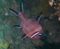 Trachichthys australis