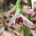 Shepherd's Crook Orchid - Photo (c) richiehall, some rights reserved (CC BY-NC), uploaded by richiehall