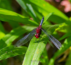 Erythrodiplax melanorubra