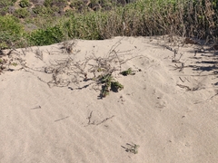 Eriogonum parvifolium