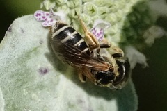Odontalictus