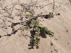 Eriogonum parvifolium