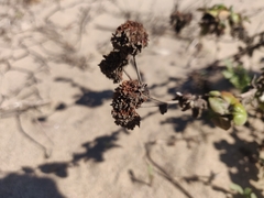 Eriogonum parvifolium