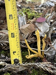 Clavulinopsis corniculata