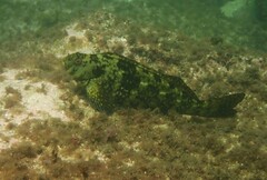 Aplodactylus lophodon