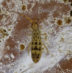 Orchesella bulba
