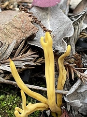 Clavulinopsis corniculata