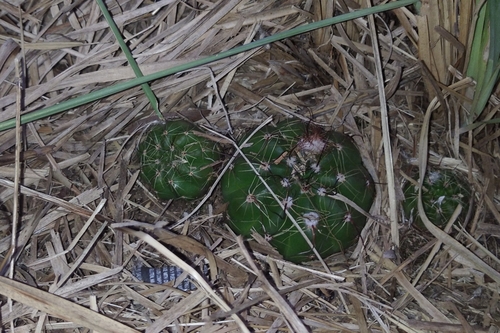 Parodia ottonis