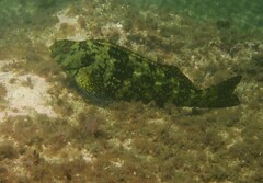 Aplodactylus lophodon