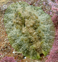 Dolabrifera brazieri