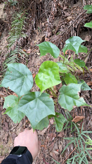 Aleurites moluccanus