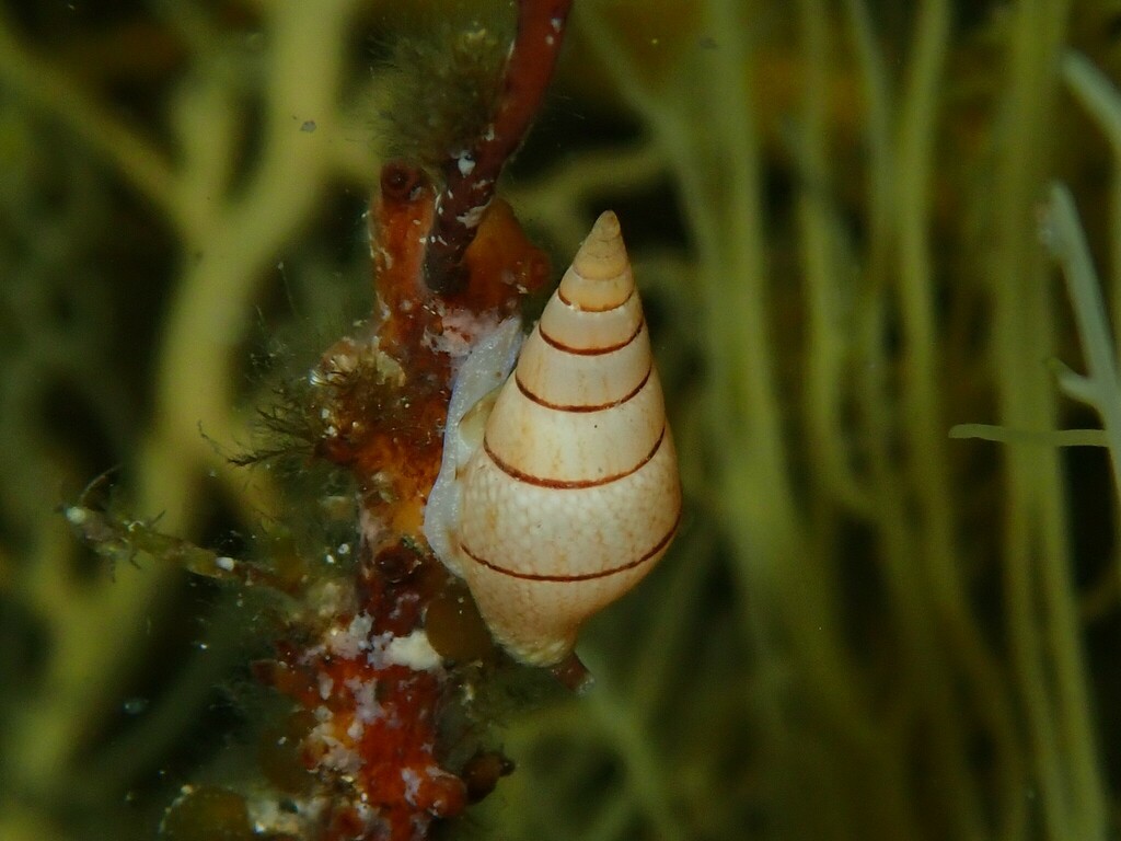 Mitrella menkeana