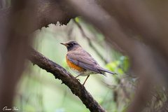 Turdus chrysolaus