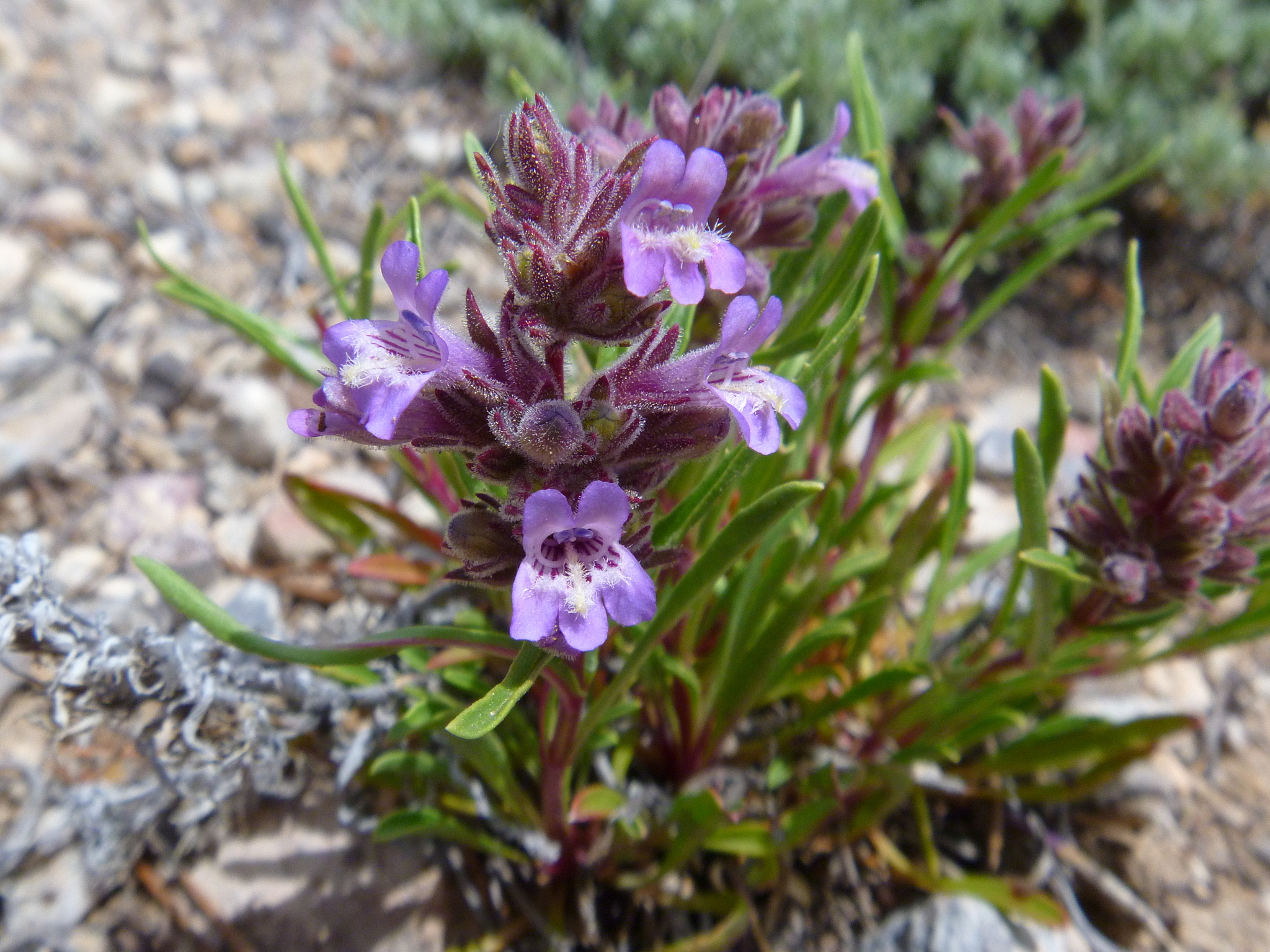 Penstemon concinnus