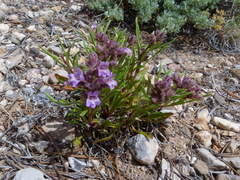 Penstemon concinnus