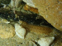 Hadrosquilla perpasta