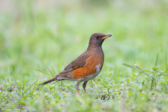 Turdus chrysolaus
