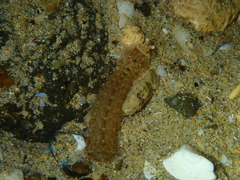 Hadrosquilla perpasta