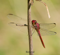 Orthemis discolor