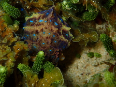 Hapalochlaena maculosa