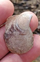 Isognomon
