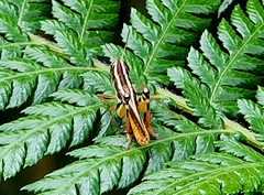 Macrotona australis