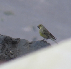 Melanodera xanthogramma