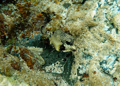 Lactophrys triqueter