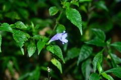 Strobilanthes flexicaulis