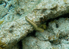 Hermodice carunculata