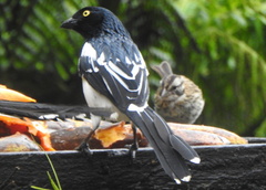 Cissopis leverianus