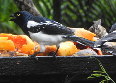 Cissopis leverianus