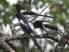 Cissopis leverianus