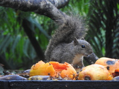 Sciurus aestuans ingrami