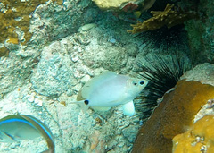 Hypoplectrus unicolor