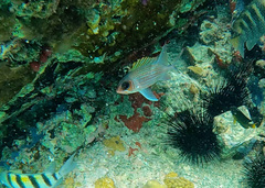 Holocentrus adscensionis